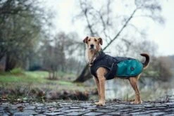 Hunter Uppsala Allrounder Dog Coat - Anthracite/Teal 8 Hunter Uppsala Allrounder Dog Coat - Anthracite/Teal -Pet dog hunter 13475 66827 001 live 18 lpr 1