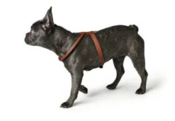 Hunter Harness Round & Soft Luxus Elk Petit – Brown -Pet dog hunter 17104 43542 001 image 20 lpr 416x288 1