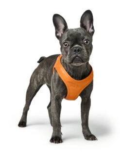 Hunter Hilo Leather Harness – Orange -Pet dog hunter 17196 68420 001 image 20 lpr
