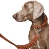 Hunter Leash Solid Education Chain 2 Hunter Leash Solid Education Chain -Pet dog hunter 18591 68637 001 image 20 lpr