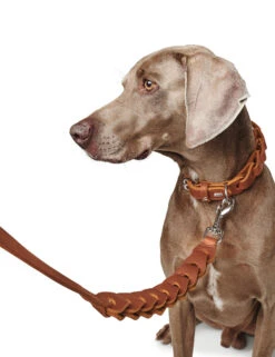 Hunter Leash Solid Education Chain