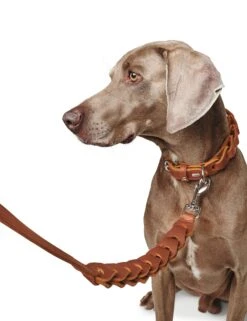 Hunter Leash Solid Education Chain -Pet dog hunter 18591 68637 001 image 20 lpr 2 1