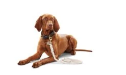 Hunter - List Rope Collar – Cream-50 38-44cm (12mm) -Pet dog hunter 9050 65071 002 image 17 lpr 1 1