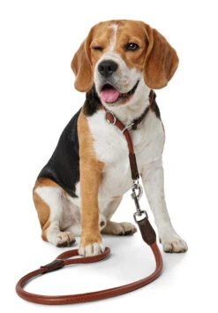 Hunter Leash Round & Soft Cody 10/100 – Brown/Dark Brown -Pet dog hunter 9782 65239 002 image 17 lpr 1