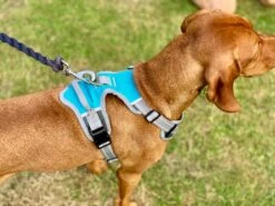 Henry Wag - Dog Car Travel Harness 10 Henry Wag - Dog Car Travel Harness -Pet dog img 20190716 wa0003