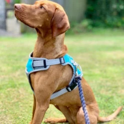 Henry Wag - Dog Car Travel Harness 9 Henry Wag - Dog Car Travel Harness -Pet dog img 20190716 wa0005 uai 720x720 1