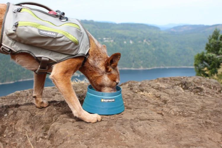 Ruffwear Bivy Bowl Collapsible Dog Bowl 6 Ruffwear Bivy Bowl Collapsible Dog Bowl - Image 4