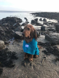 Dogrobes - Dog Robe Drying Coat - Teal -Pet dog img 3418