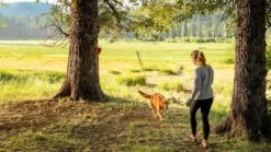 Ruffwear Knot A Hitch Campsite Dog Tether -Pet dog maxresdefault