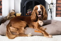 Ralph & Co Chenille Dog Bed - Sherbourne Pillow -Pet dog olli sherbourne web 1000x 9351e444 b825 4b99 ba6e a310f6cdf291