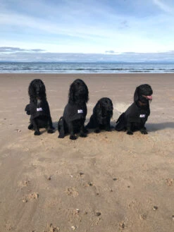 Dogrobes - Dog Robe Drying Coat - Black -Pet dog photo 19 09 2019 13 04 28