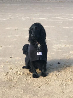 Dogrobes - Dog Robe Drying Coat - Black -Pet dog photo 19 09 2019 13 07 09