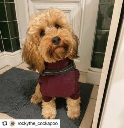 HOTTERdog Equafleece Dog Fleece - Grape 10 HOTTERdog Equafleece Dog Fleece - Grape -Pet dog rockythe cockapoo 20201126 102454