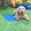 Rosewood - Chillax Cooling Dog Mat -Pet dog s l640 1