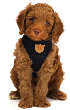 Hugo & Hudson - Navy Checked Tweed Dog Harness