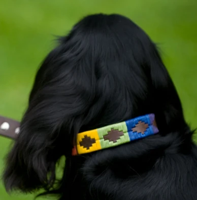 Pioneros Polo Dog Collar - Rainbow 4 Pioneros Polo Dog Collar - Rainbow - Image 2