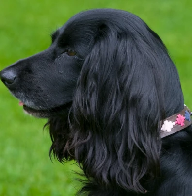 Pioneros Polo Dog Collar Pampa Cross - Berry/Navy/Pink 4 Pioneros Polo Dog Collar Pampa Cross - Berry/Navy/Pink - Image 2