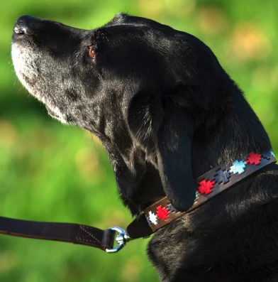 Pioneros Polo Dog Collar Pampa Cross - Navy/PaleBlue/Red 4 Pioneros Polo Dog Collar Pampa Cross - Navy/PaleBlue/Red - Image 2