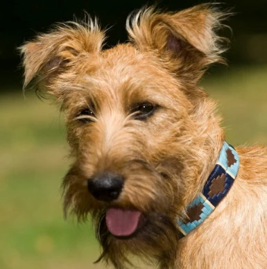 Pioneros Polo Dog Collar - Green/Pale Blue/Navy/Cream Stripe 4 Pioneros Polo Dog Collar - Green/Pale Blue/Navy/Cream Stripe - Image 2