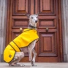 Country & Twee - Mustard Wax Whippet Coat -Pet dog screen shot 2020 02 08 at 12.46.11