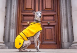 Country & Twee - Mustard Wax Whippet Coat