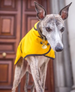 Country & Twee - Mustard Wax Whippet Coat -Pet dog screen shot 2020 02 08 at 12.59.38