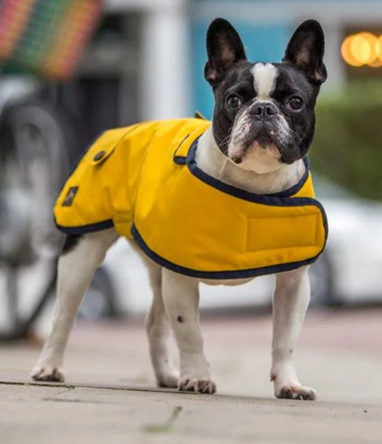 Country & Twee - Yellow Waxed French Bulldog Coat 3 Country & Twee - Yellow Waxed French Bulldog Coat