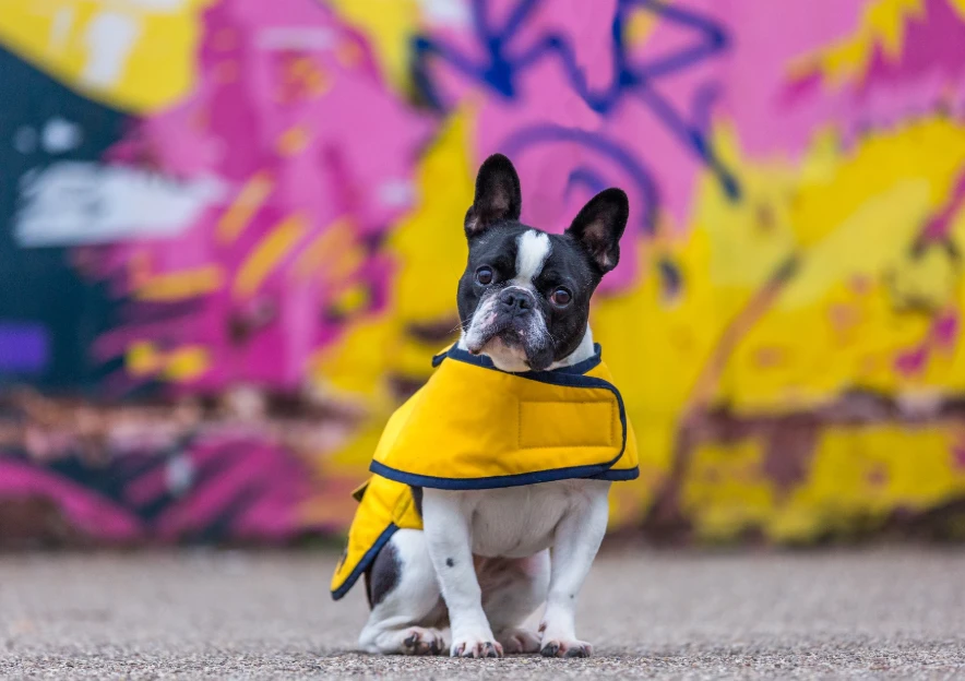 Country & Twee - Yellow Waxed French Bulldog Coat 4 Country & Twee - Yellow Waxed French Bulldog Coat - Image 2