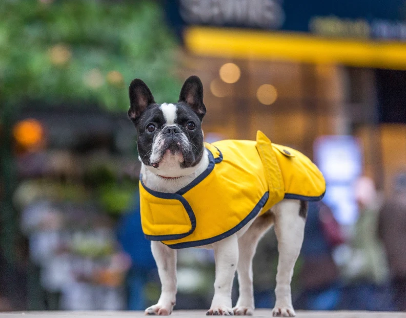 Country & Twee - Yellow Waxed French Bulldog Coat 5 Country & Twee - Yellow Waxed French Bulldog Coat - Image 3