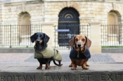 Country & Twee Black Dachshund Coat -Pet dog screen shot 2020 02 11 at 11.22.06