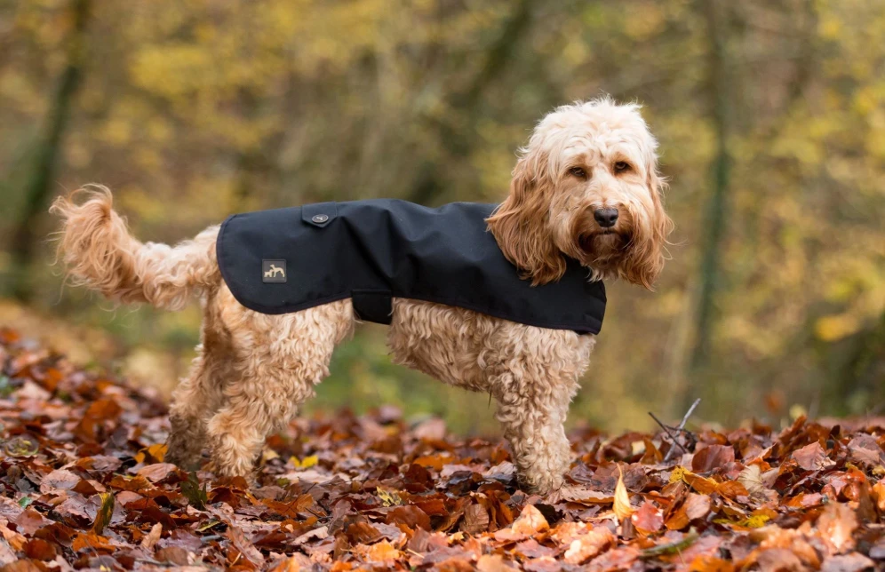 Country & Twee Black Waterproof Dog Coat 4 Country & Twee Black Waterproof Dog Coat - Image 2