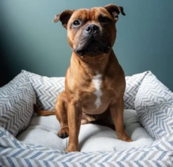 Project Blu - Danube Eco Dog Bed (Nest) -Pet dog screen shot 2020 07 08 at 12.00.11