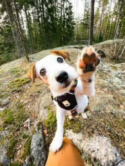 Woolly Wolf - Sea To Summit Dog Harness -Pet dog seatosummitvaljaathello2 1800x1800 58d6f0ad 6b28 40fe 8413 d966c208d691