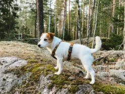 Woolly Wolf - Sea To Summit Dog Harness -Pet dog seatosummitvaljaatsivu 1800x1800 3ada1edc da53 4409 8ceb 358d3c38a5ef