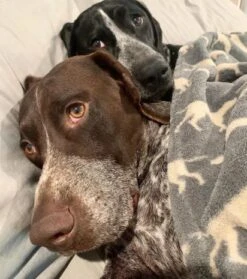 Tall Tails - Grey Icon Dog Blanket -Pet dog view 2x 1