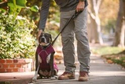 Ruffwear - Stumptown Jacket - Larkspur Purple -Pet dog web 0595 stumptown larkspur purple sacramento walking 06 640x 7356d250 b133 4259 8c5d f3b9952ee9e2