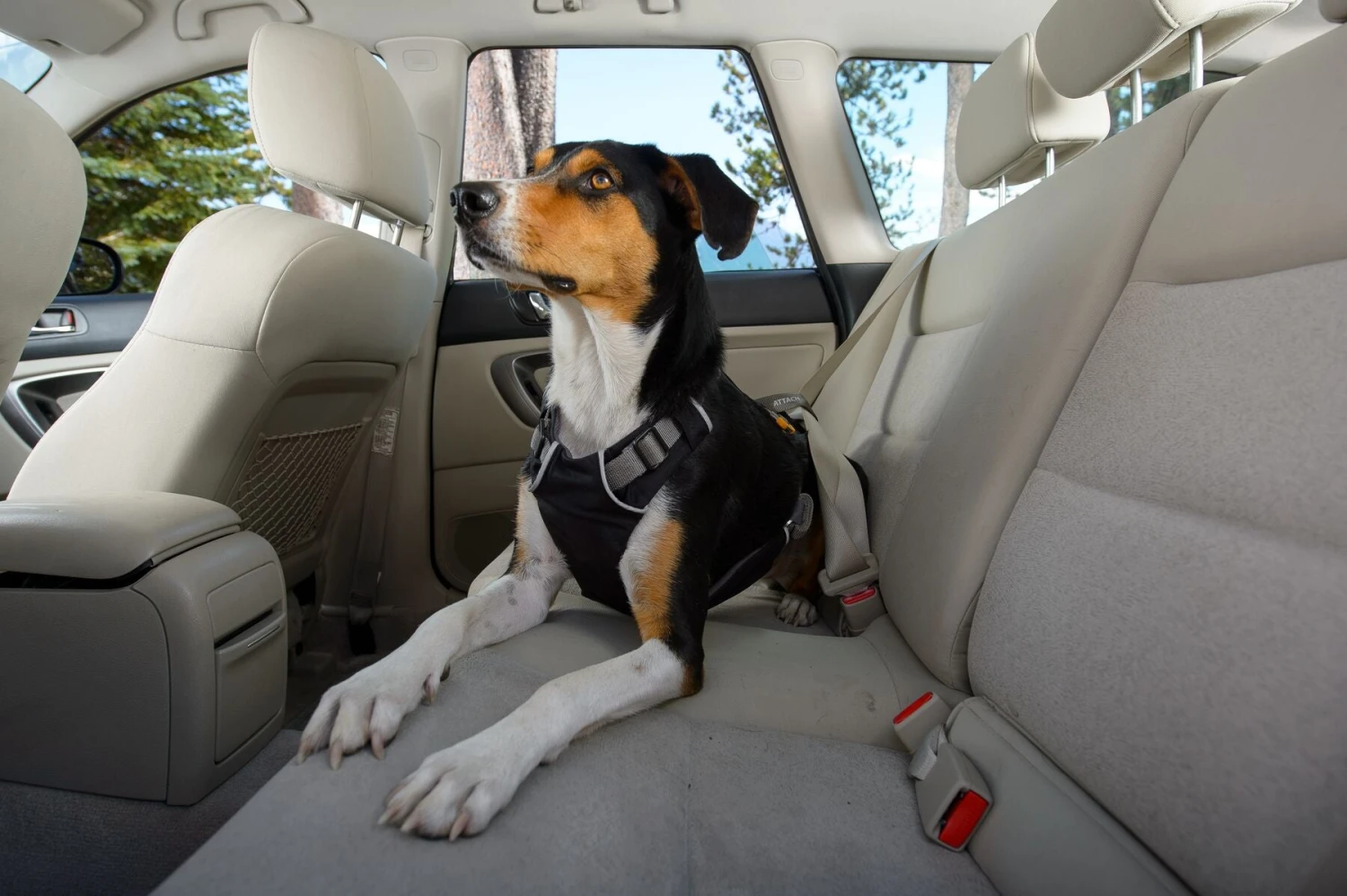 Ruffwear - Load Up Dog Car Seat Belt Harness - Obsidian Black 7 Ruffwear - Load Up Dog Car Seat Belt Harness - Obsidian Black - Image 5