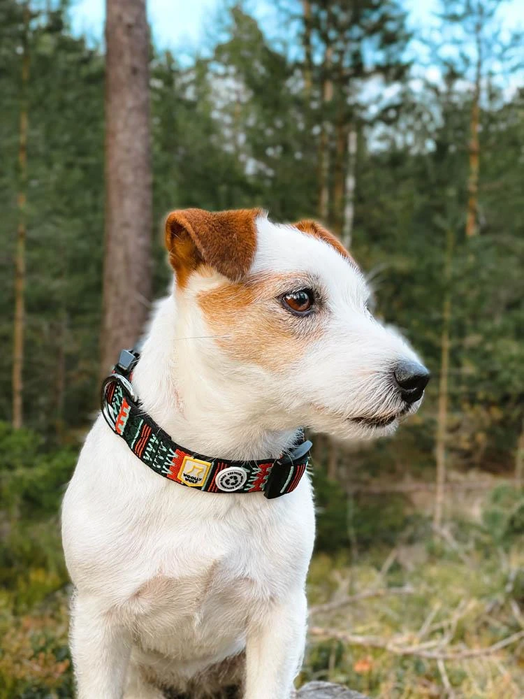 Woolly Wolf - Woodland Dog Collar 4 Woolly Wolf - Woodland Dog Collar - Image 2